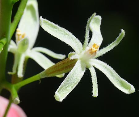 Gymnocladus_dioicus_flower.jpg