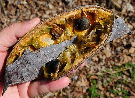 Gymnocladus_dioicus_fruit2.jpg