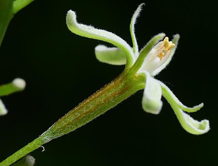 Gymnocladus_dioicus_hypanthium.jpg