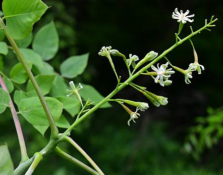 Gymnocladus_dioicus_inflorescence.jpg