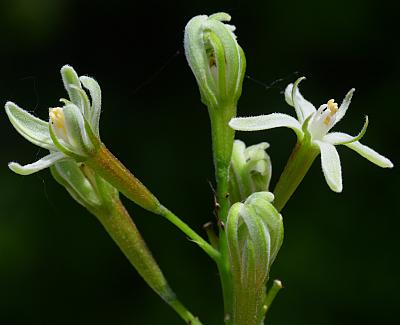 Gymnocladus_dioicus_inflorescence2.jpg