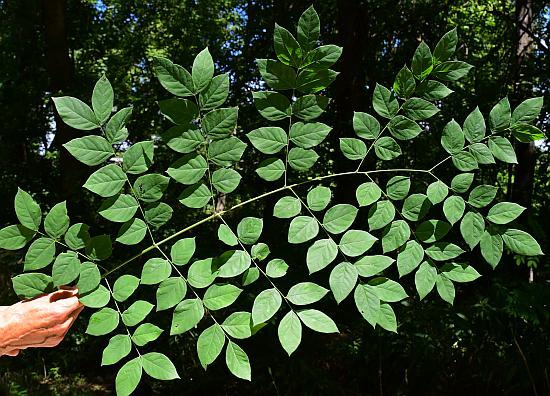 Gymnocladus_dioicus_leaf.jpg