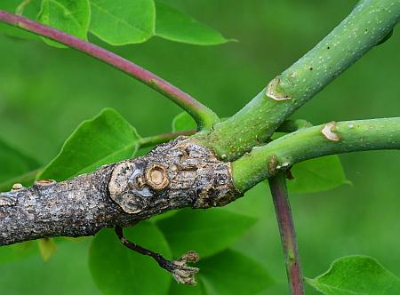 Gymnocladus_dioicus_twig.jpg