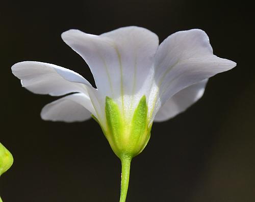 Gypsophila_elegans_calyx.jpg