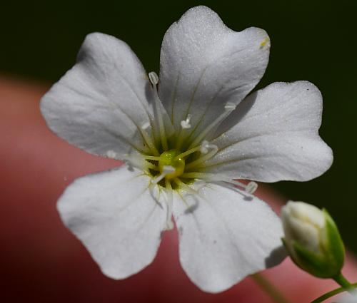 Gypsophila_elegans_corolla.jpg