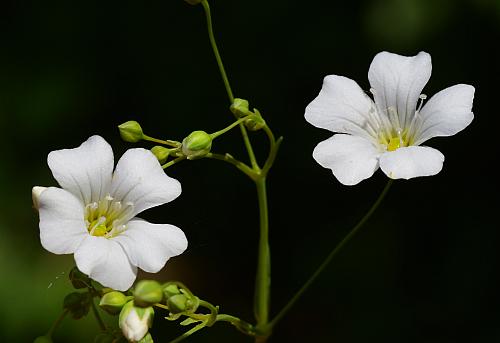 Gypsophila_elegans_flowers.jpg