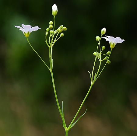 Gypsophila_elegans_inflorescence.jpg