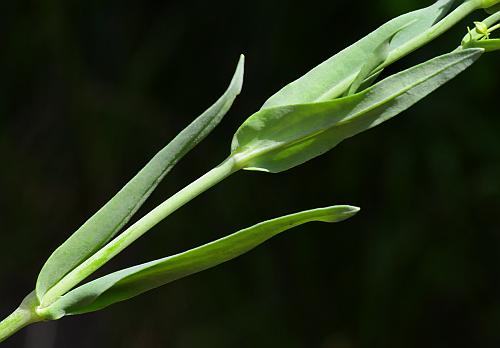 Gypsophila_elegans_leaves.jpg