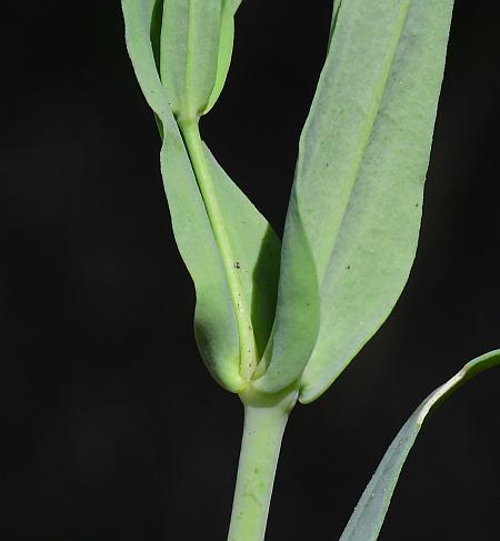 Gypsophila_elegans_leaves2.jpg