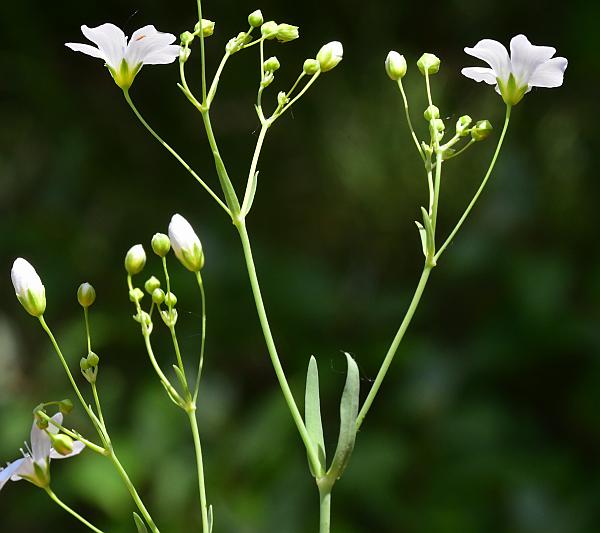 Gypsophila_elegans_plant.jpg