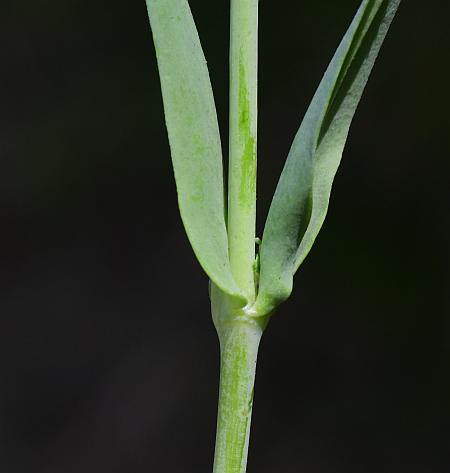 Gypsophila_elegans_stem.jpg