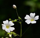 Gypsophila elegans thumbnail