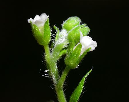 Hackelia_virginiana_calyces.jpg