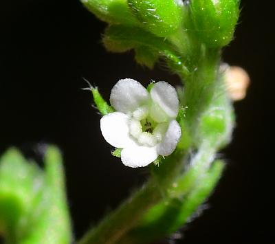 Hackelia_virginiana_corolla.jpg