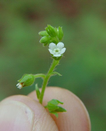 Hackelia_virginiana_flower.jpg