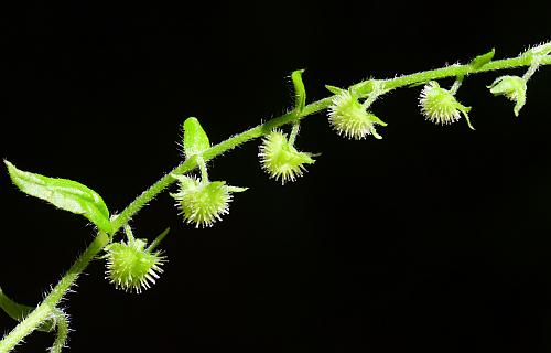 Hackelia_virginiana_fruits1.jpg