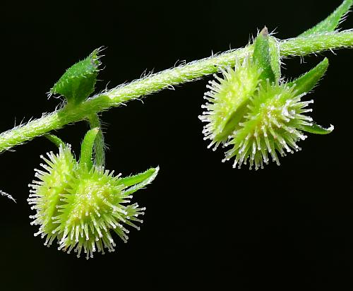 Hackelia_virginiana_fruits2.jpg