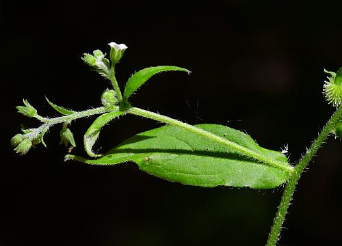 Hackelia_virginiana_inflorescence1.jpg