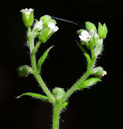 Hackelia_virginiana_inflorescence2.jpg