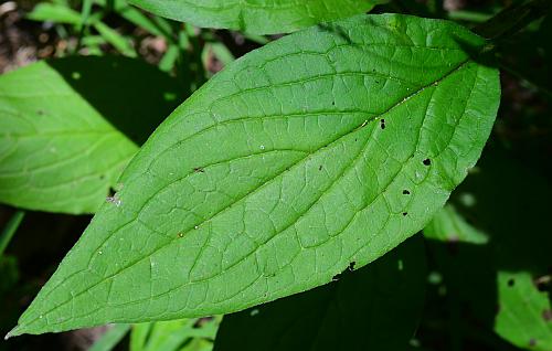 Hackelia_virginiana_leaf1.jpg