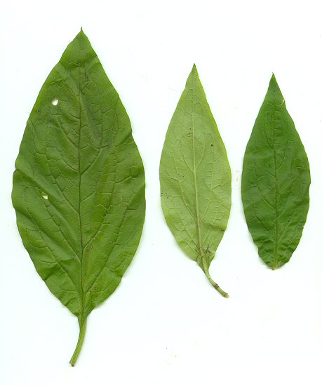 Hackelia_virginiana_leaves.jpg