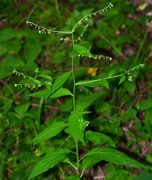 Hackelia_virginiana_plant.jpg