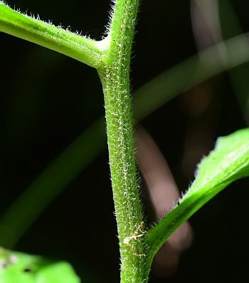 Hackelia_virginiana_stem.jpg