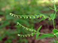 Hackelia virginiana thumbnail