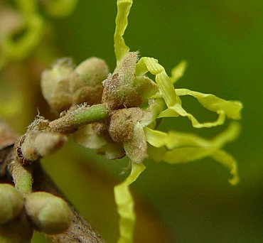 Hamameis_virginiana_calyx.jpg