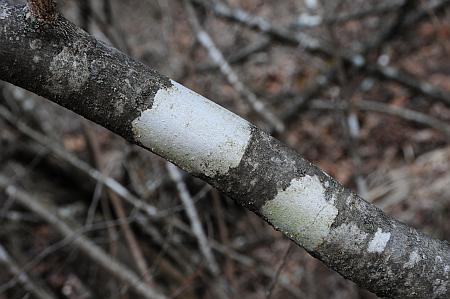 Hamamelis_vernalis_bark.jpg