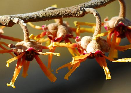 Hamamelis_vernalis_flowers.jpg