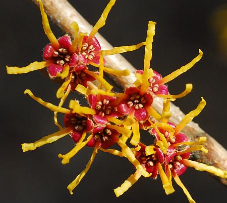 Hamamelis_vernalis_flowers2.jpg