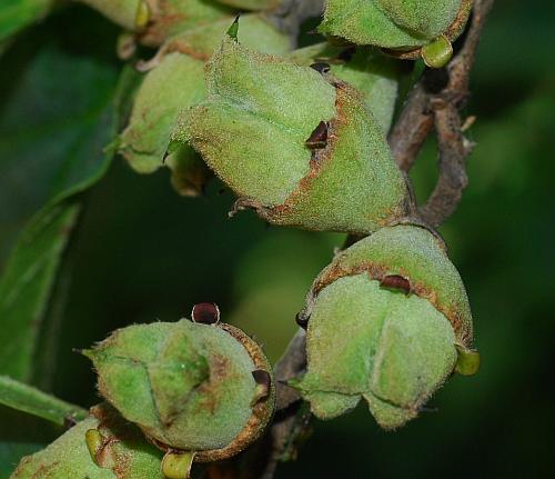 Hamamelis_vernalis_fruits.jpg