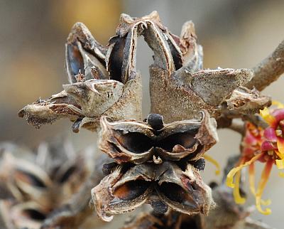 Hamamelis_vernalis_fruits2.jpg