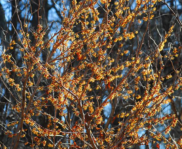 Hamamelis_vernalis_habit.jpg