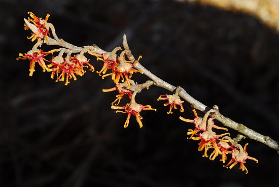 Hamamelis_vernalis_inflorescence.jpg