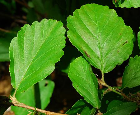 Hamamelis_vernalis_leaf1.jpg