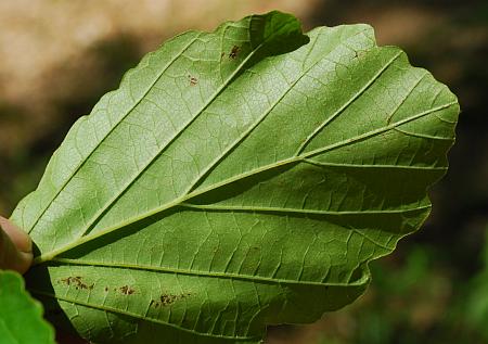 Hamamelis_vernalis_leaf2.jpg