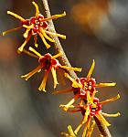 Hamamelis vernalis thumbnail