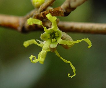 Hamamelis_virginiana_flower.jpg