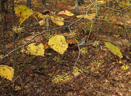 Hamamelis_virginiana_flowering.jpg