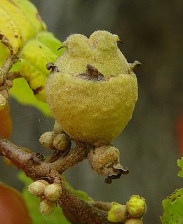 Hamamelis_virginiana_fruit.jpg