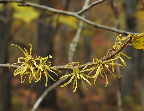 Hamamelis_virginiana_inflorescence.jpg