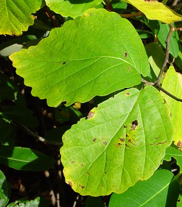 Hamamelis_virginiana_leaves.jpg