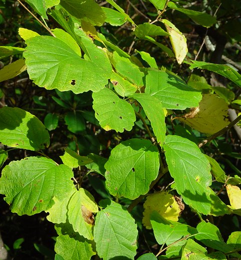 Hamamelis_virginiana_plant.jpg