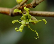 Hamamelis virginiana thumbnail