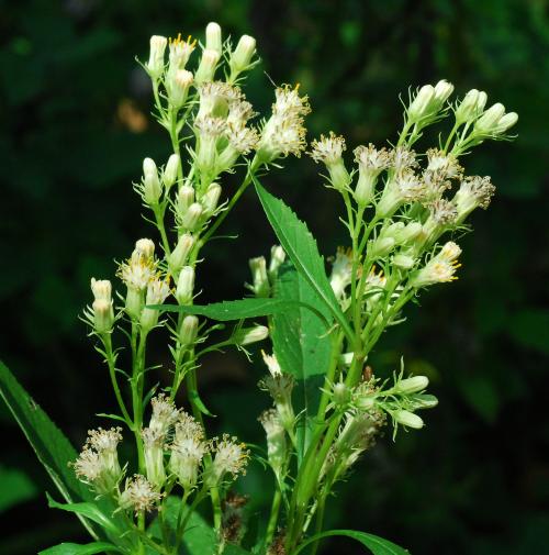 Hasteola_suaveolens_inflorescence.jpg