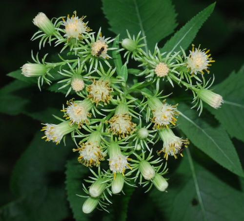 Hasteola_suaveolens_inflorescence2.jpg