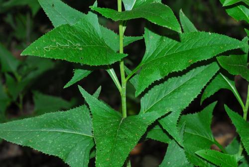 Hasteola_suaveolens_leaves.jpg