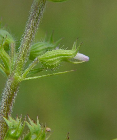 Hedeoma_hispida_calyx.jpg